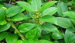 Gymnema sylvestre / Gudmar visual