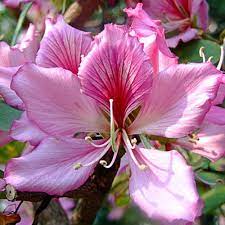 Bauhinia variegata / Kanchnar visual
