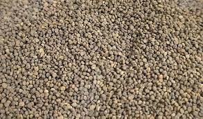 Hyoscyamus niger /  Khurasani Ajwain visual