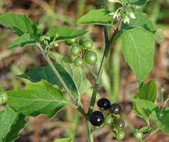 Solanum nigrum / Makoy visual