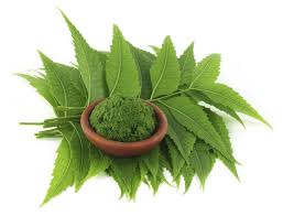 Azadirachta indica / Neem visual