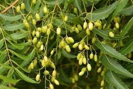 Azadirachta indica / Nimboli visual