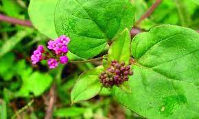 Boerhavia diffusa / Punarnava visual