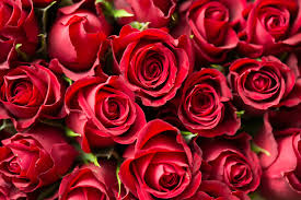 Rosa Rosaceae / Rose Flower visual