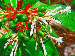 Rauvolfia serpentina /  sarpagandha visual