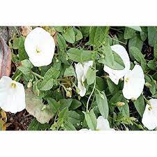 Convolvulus pluricaulis / Shankhpushpi visual