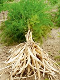 Asparagus racemosus / Shatavari visual