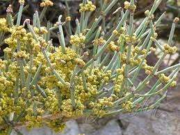 Ephedra gerardiana / Somlata visual