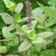 Ocimum tenuiflorum / Tulsi visual