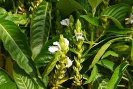 Adhatoda vasica /  Vasapatra visual