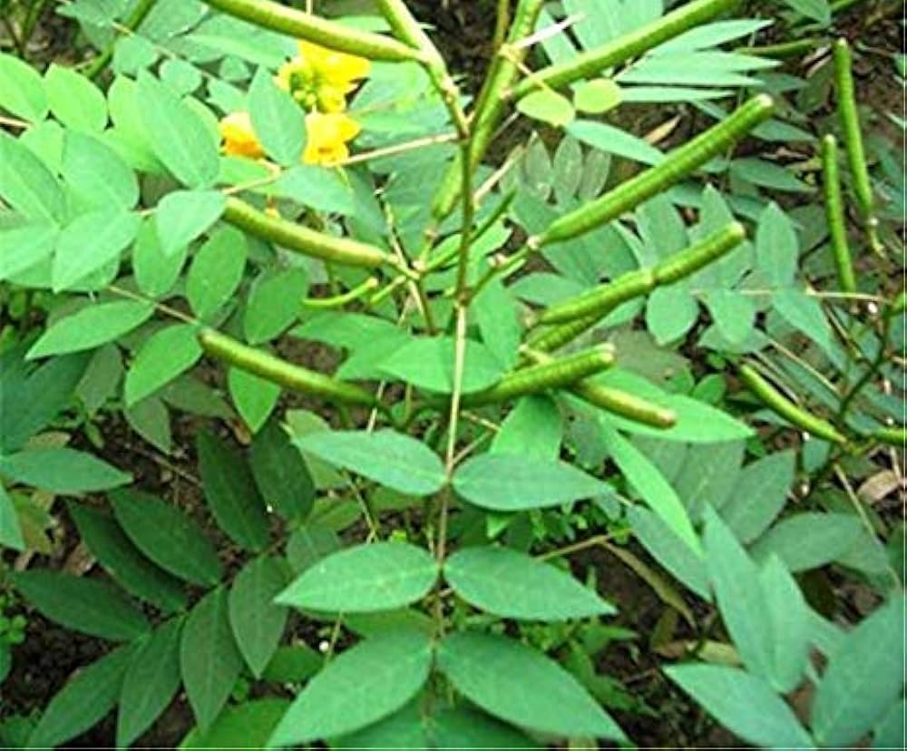 Cassia occidentalis /  Kasondi visual