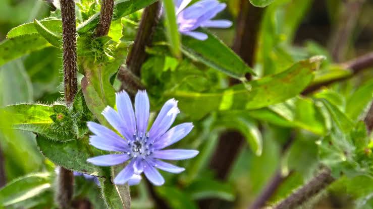 Cichorium intybus. / Kasni visual
