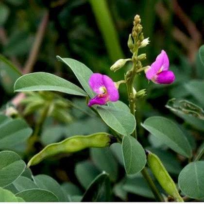 Sharpunkha / Tephrosia purpurea. visual