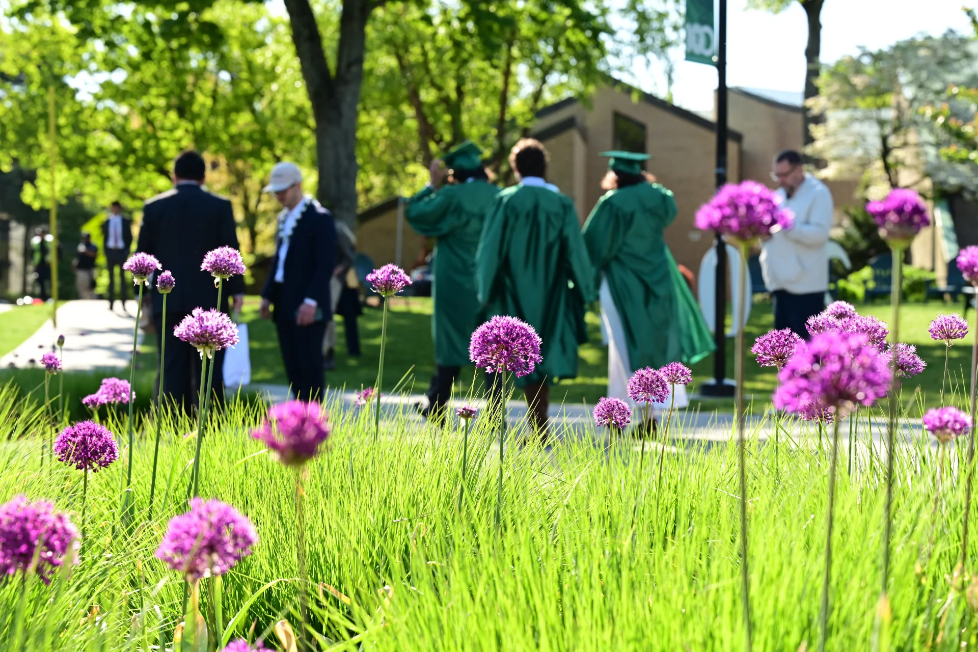 Purple flowers in the foreground with graduates in green robes and people walking in a sunny park setting.