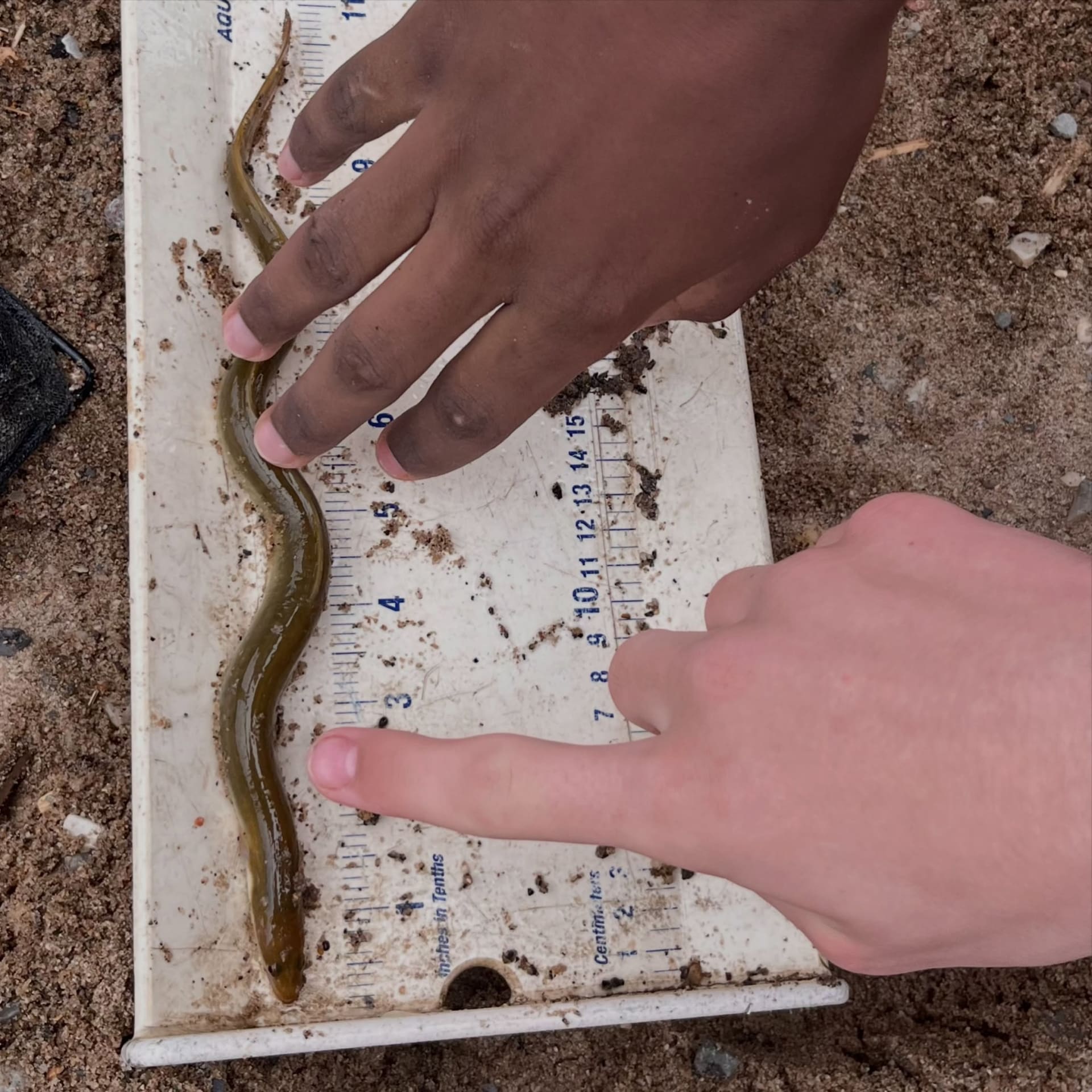 Hands measuring a slimy green eel on a white ruler placed on sand.