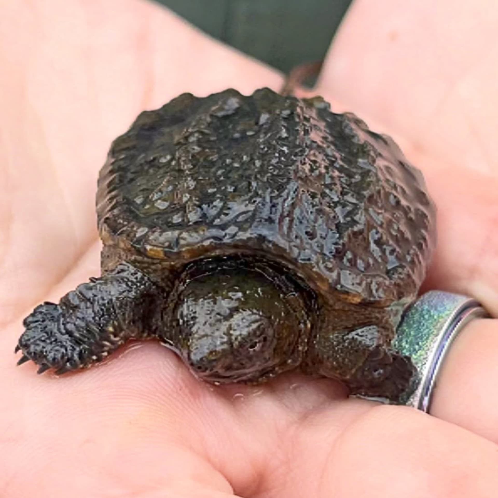 A small, textured turtle with a dark shell is held in a person's hand, next to a metallic ring.