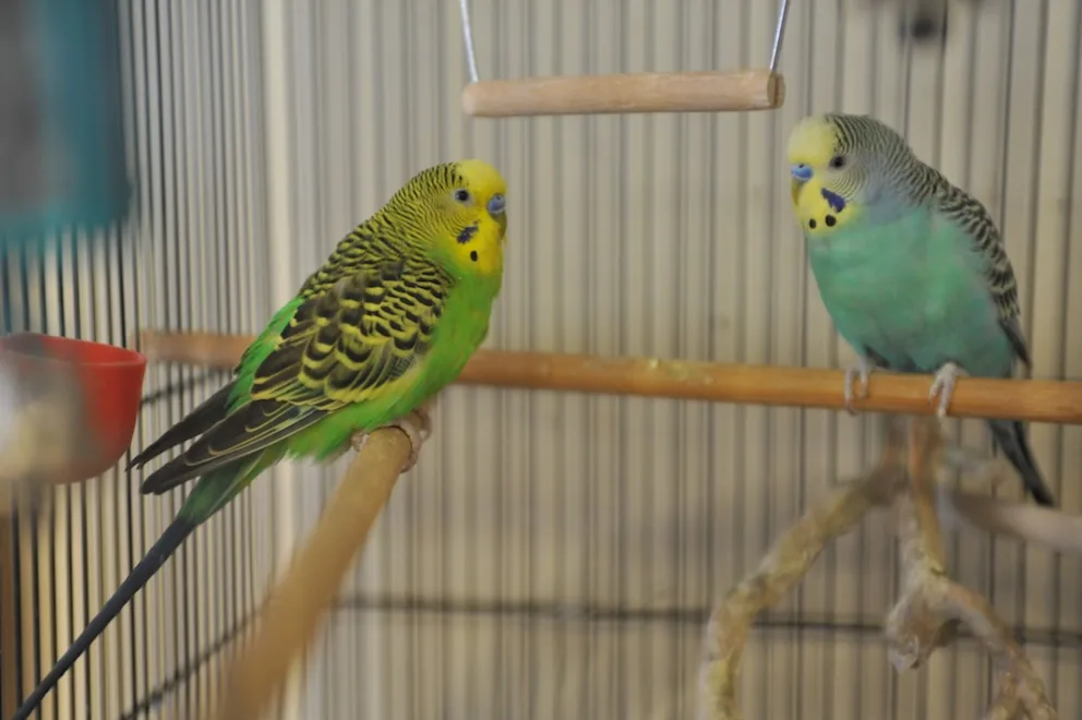 Two budgerigars perched in a cage.