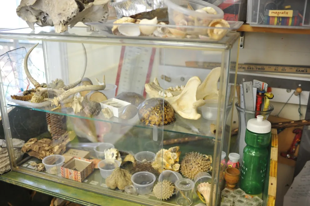 Display case filled with various natural specimens including shells, bones, and seed pods.
