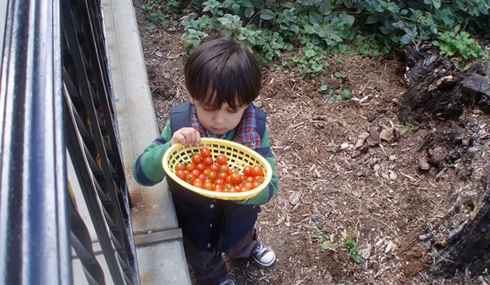 Child holding a basket of cherry tomatoes outdoors.