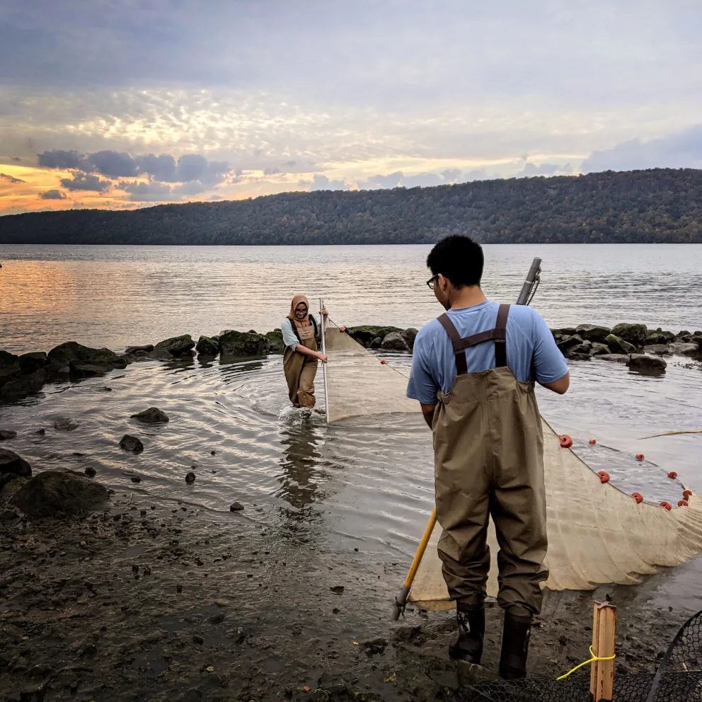 Two people in waders hold a large net in shallow water by a rocky shore, with a scenic sunset and hills in the background.