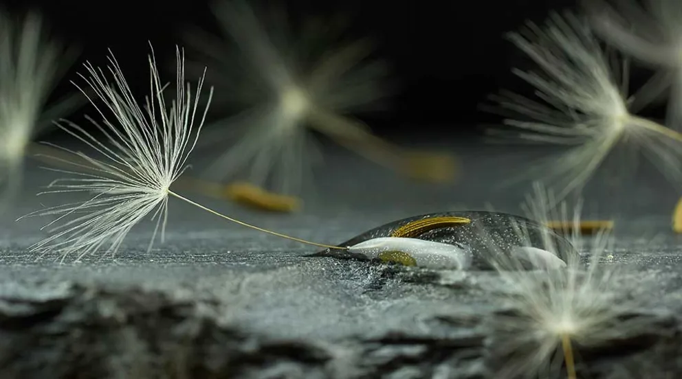 Close-up of dandelion seeds on a smooth, wet surface with a dark background, highlighting fine details and textures.