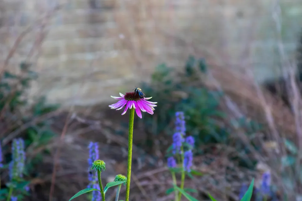 Bee on a single pink coneflower with a blurred brick wall and greenery in the background.