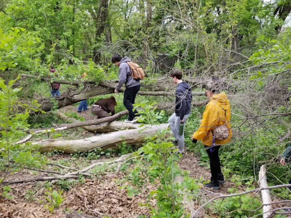 a group of people walking through a forest next to a pile of fallen tree trunks and logs on the ground