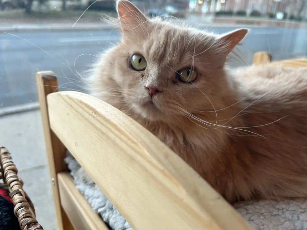 Fluffy beige cat with green eyes resting on a wooden chair.