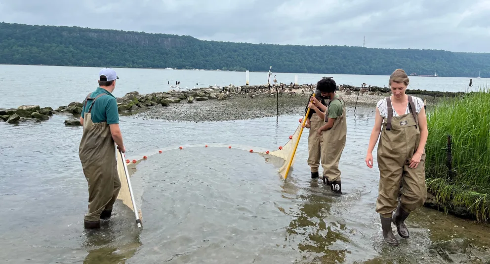 Four people in waders pull a net through shallow water by a rocky shoreline, with a forested hill in the background under gray skies.