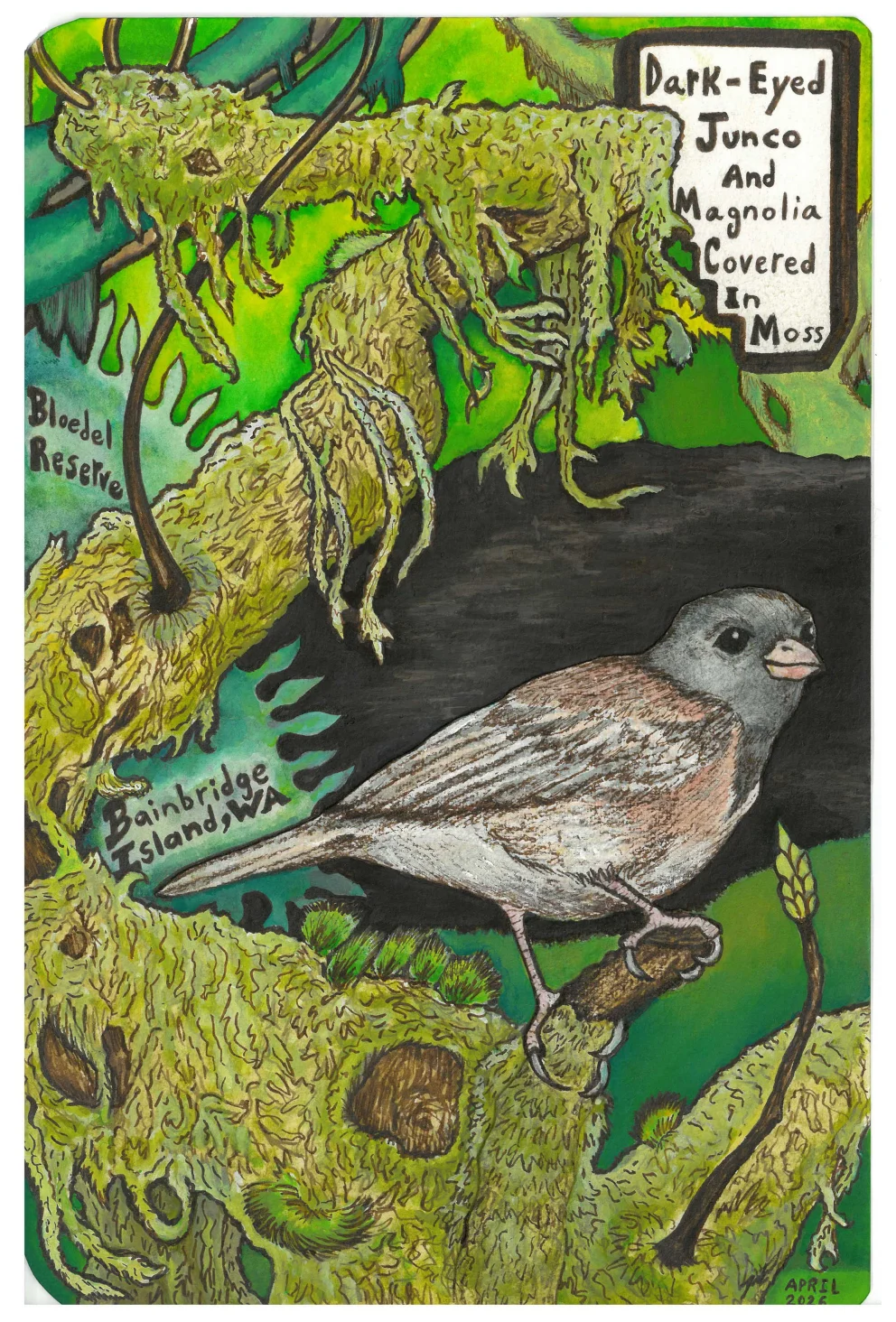Illustration of a dark-eyed junco on a moss-covered branch, with text about Bloedel Reserve, Bainbridge Island, WA, in a vibrant green setting.