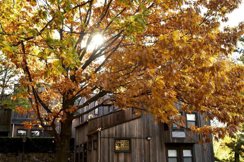 Autumn leaves on a tree with sun peeking through, in front of a wooden building.