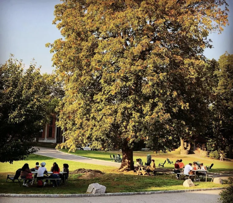 Large tree with green and yellow leaves in a park. People sit at picnic tables underneath, enjoying sunny weather.
