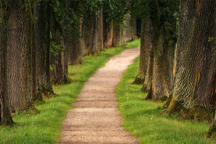 A dirt path winds through a lush, green forest lined with tall trees, creating a serene and inviting natural scene.
