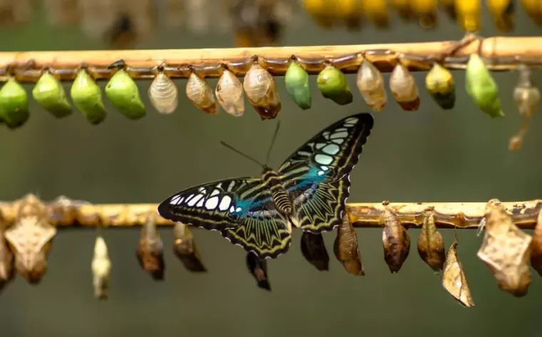 Butterfly with blue and black wings perched among rows of cocoons in various stages on wooden branches.