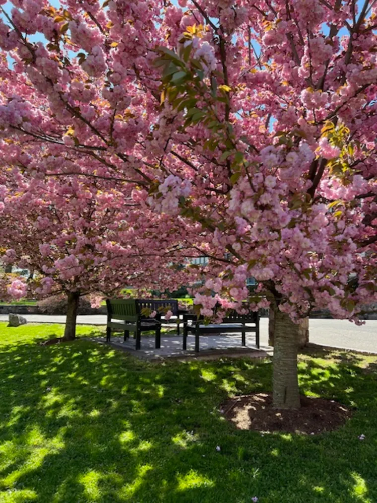 Cherry blossom trees with pink flowers shade a park bench on a sunny day, casting dappled shadows on the green grass.