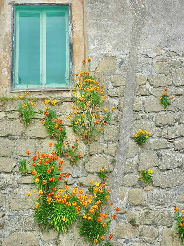 Stone wall with small orange and yellow flowers growing in crevices beneath a blue window.