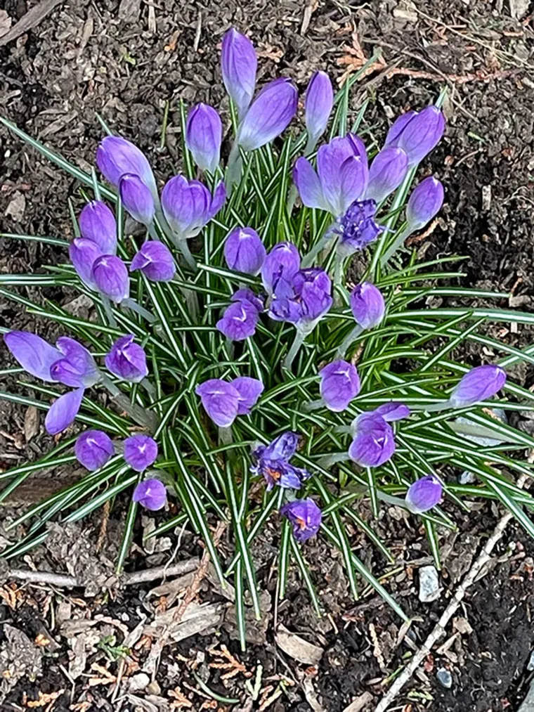 Purple crocuses with green leaves growing in soil, some flowers are closed while others are beginning to open.
