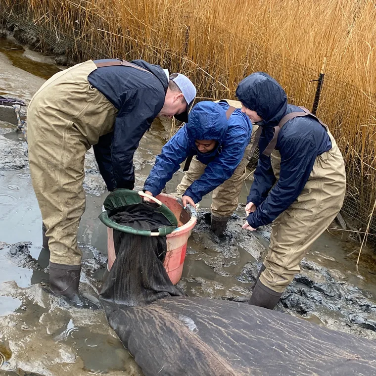 Three people in raincoats and waders gather around a large net in muddy water near tall grass.