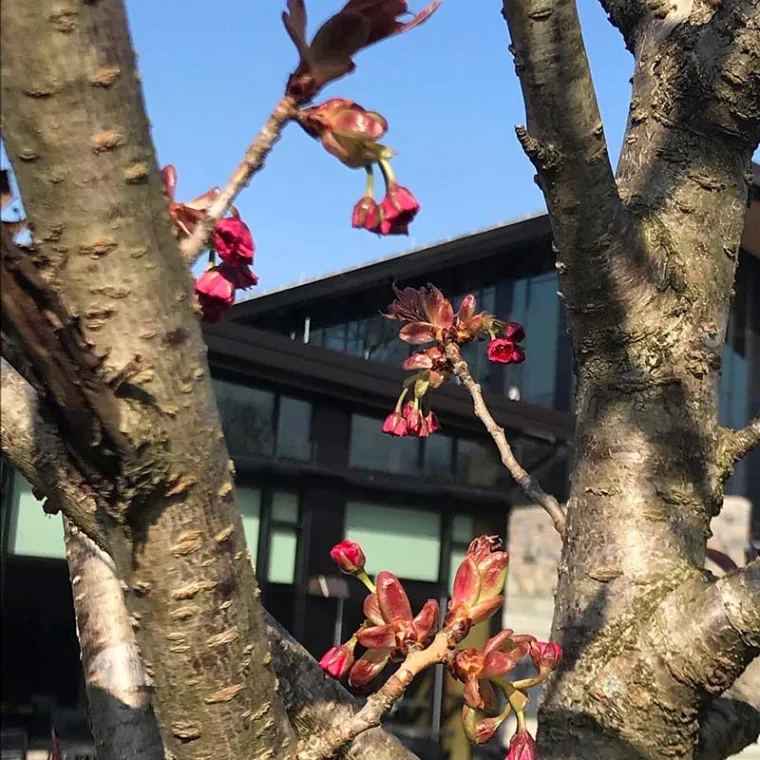 Blooming red buds on tree branches with a modern building in the background under a clear blue sky.