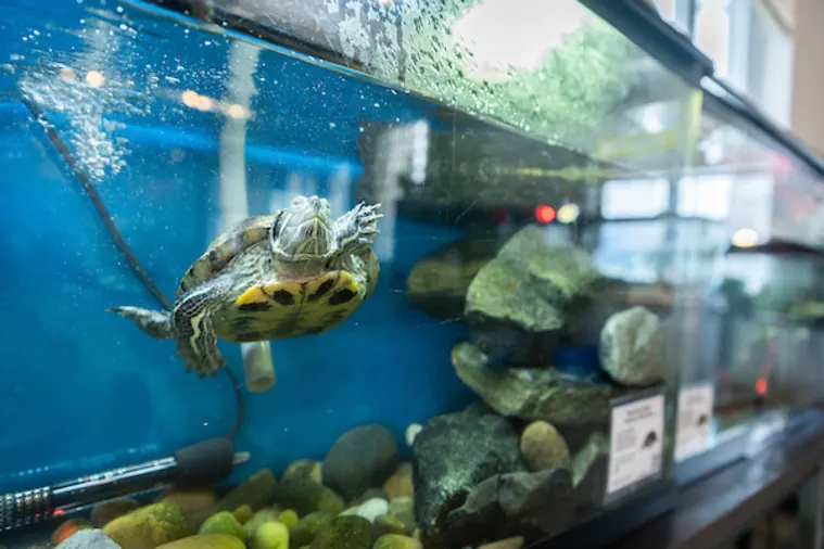 A turtle swims inside an aquarium with rocks and a heater at the bottom.