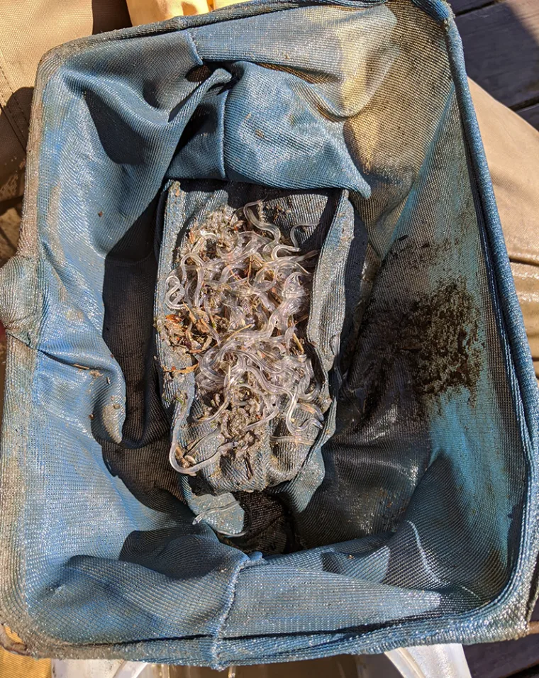 Blue mesh container filled with small, translucent eels and debris, viewed from above on a sunny surface.