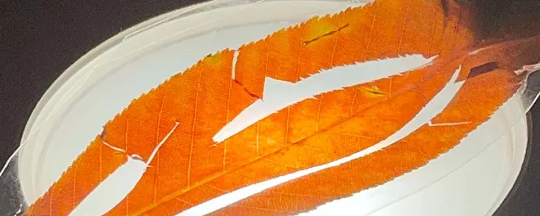 Orange leaf with white cutouts resting on a round, transparent surface against a dark background.
