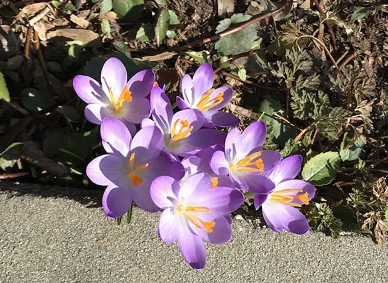 Purple crocuses with orange centers bloom in sunlight beside a concrete path, surrounded by green and brown foliage.