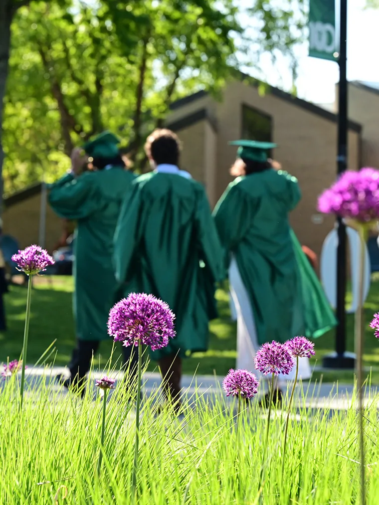 Purple flowers in focus with people in green graduation gowns walking in the blurred background.