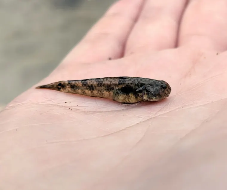 A small fish with mottled brown and black pattern resting on a person's palm.