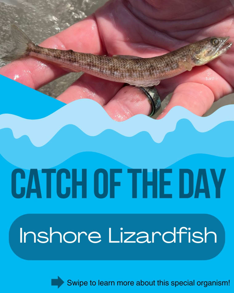 Hand holding an inshore lizardfish with text "Catch of the Day" and "Inshore Lizardfish" on a blue background with wave design.