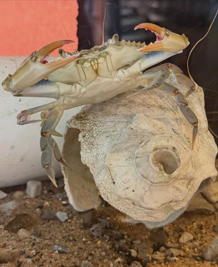 Crab with raised claws sits on a large seashell inside a tank, with sand and rocks visible at the bottom.
