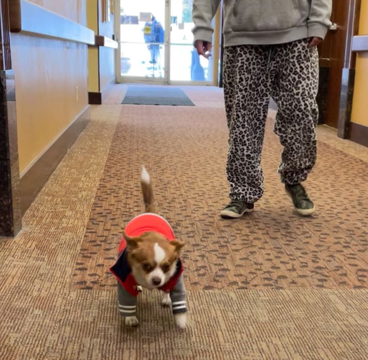 Small dog in a sweater walking down the hall