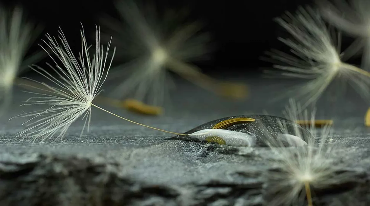 Close-up of dandelion seeds on a smooth, wet surface with a dark background, highlighting fine details and textures.