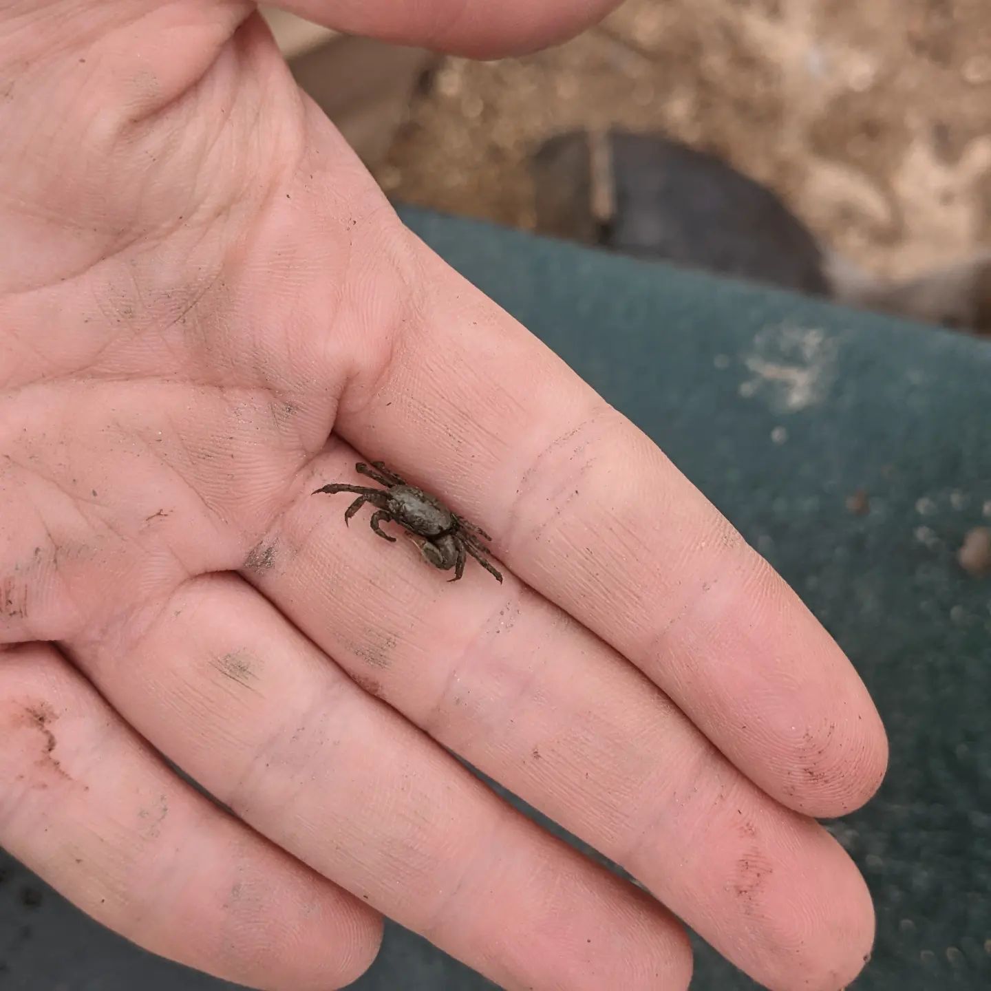 Caught a small fiddler crab in the net today and a blue crab while seining. Male fiddlers only have one large claw, which they use to attract a mate! 🦀